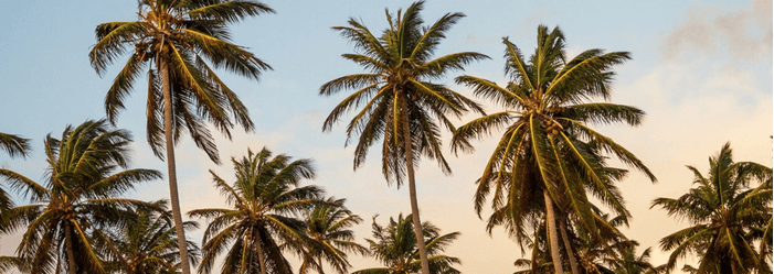 Palm Trees with Sunset